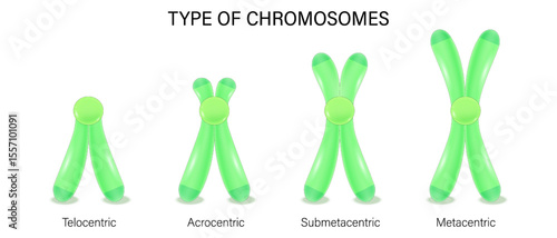 Structure of chromosome types vector. Metacentric, Submetacentric, Acrocentric, Telocentric. Classification of chromosomes to the position of centromere.