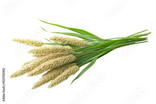 Isolated Timothy Grass Bouquet on Black Elegant Agricultural Photography Seed Head Grain Plant