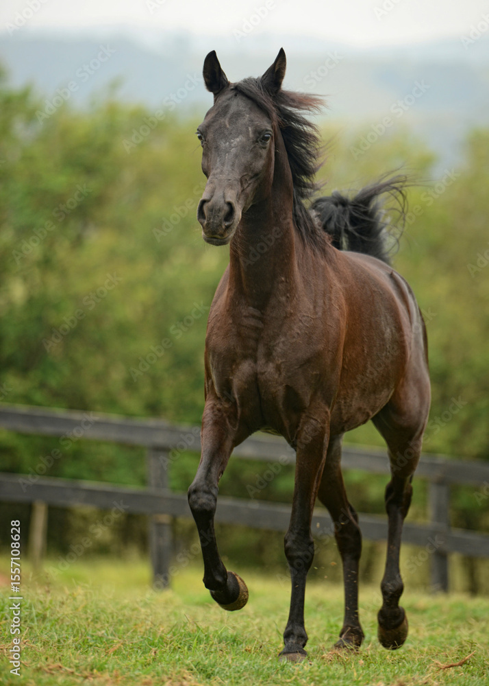 Fototapeta premium a beautiful Purebred Arabian Horse