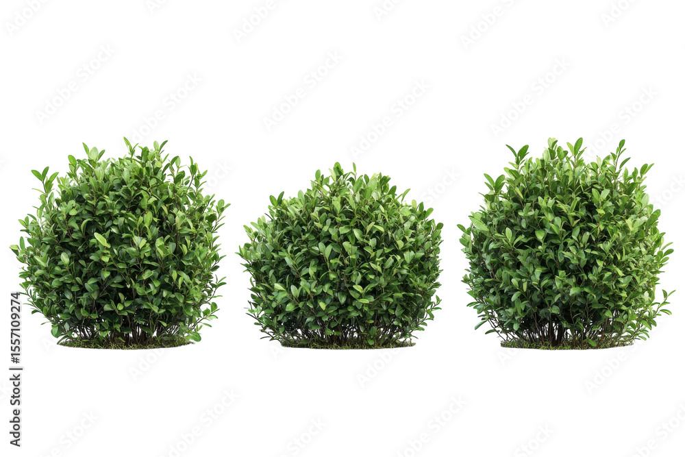 Fototapeta premium Three round bushes on black Green leaves garden design backyard landscaping nature scene flora