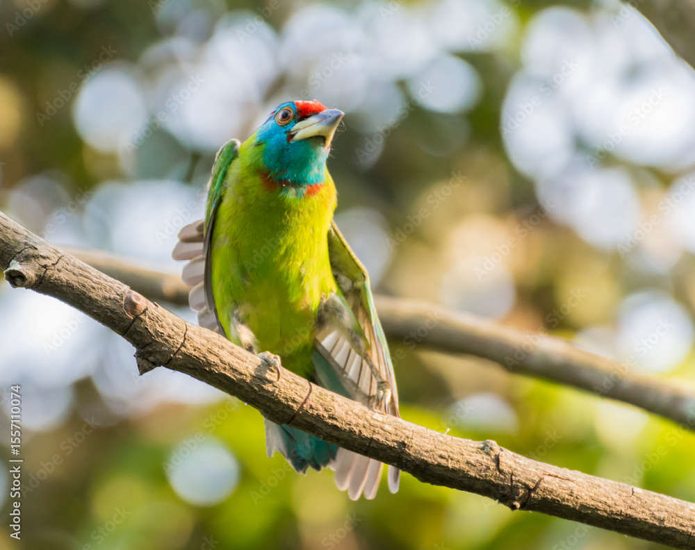 Blue-throated Barbet Spreading Wings on a Tree Branch in Natural Light Blue-throated Barbet Spreading Wings on a Tree Branch in Natural Light