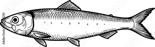 sardine line art silhouette vector illustration
