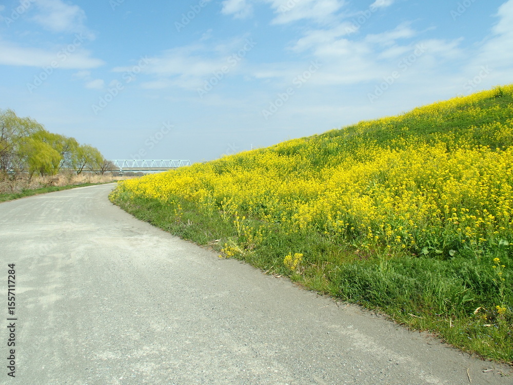 Naklejka premium 菜の花満開の春の江戸川土手と砂利道風景