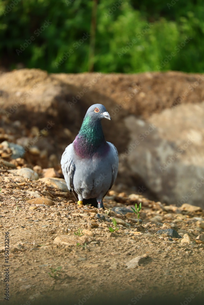 Obraz premium pigeon on the ground
