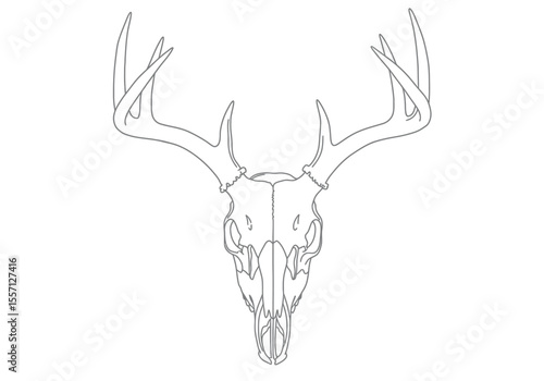 Buck skull drawing. It is a black and white outline image of a deer cranium with prominent antlers, depicting its skeletal structure. Vector sketch line art draw.