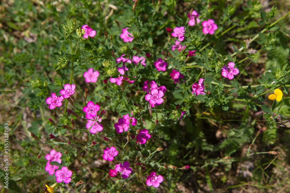 Fototapeta premium Carnation flowers blooming in spring