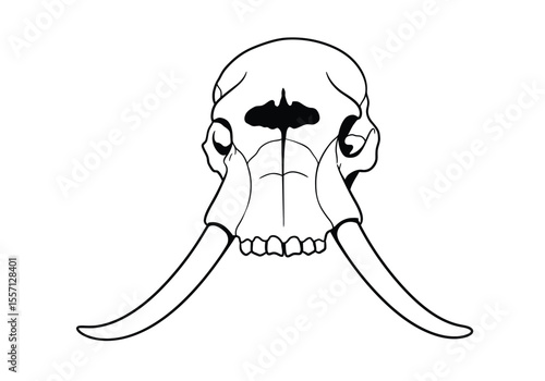 Elephant skull drawing. It is a black and white outline image of an elephant cranium with large tusks, showcasing its massive and distinctive bone structure. Vector sketch line art draw.