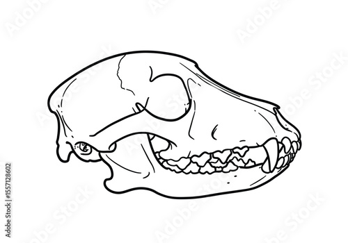 Dog skull drawing. It is a black and white outline image of a canine cranium, showing its distinct snout and teeth structure. Vector sketch line art draw.