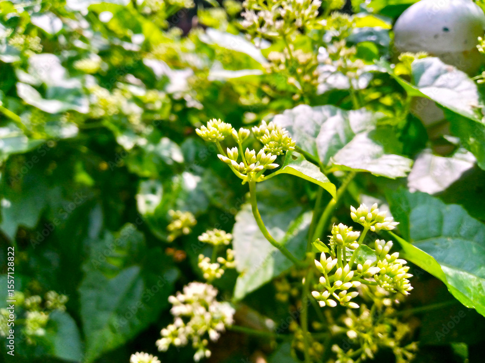 Close-up shot of vibrant green foliage with tiny blossoms bathed in sunlight. The fresh leaves and delicate flowers create a serene and natural atmosphere, embodying growth and tranquility. Close-up shot of vibrant green foliage with tiny blossoms bathed in sunlight. The fresh leaves and delicate flowers create a serene and natural atmosphere, embodying growth and tranquility.
