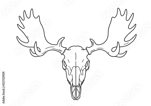 Moose skull drawing. It is a black and white outline image of a moose cranium with broad, palmate antlers, detailing its impressive skeletal structure. Vector sketch line art draw.