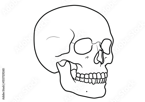 Skull drawing. It is a black and white outline image of a human cranium, featuring the full set of teeth and classic bone structure. Vector sketch line art draw.