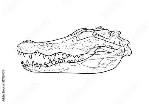 Alligator skull drawing. It is a black and white outline image of a crocodilian cranium, featuring prominent teeth and detailed bone structure. Vector sketch line art draw.