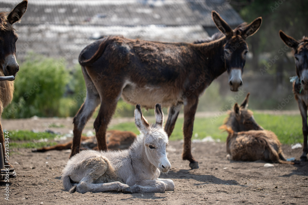 Fototapeta premium free donkeys on a green field, resting