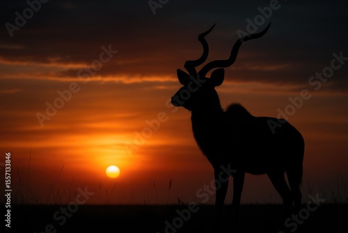 Nighttime shadow of a kudu bull with distinctive twisted horns