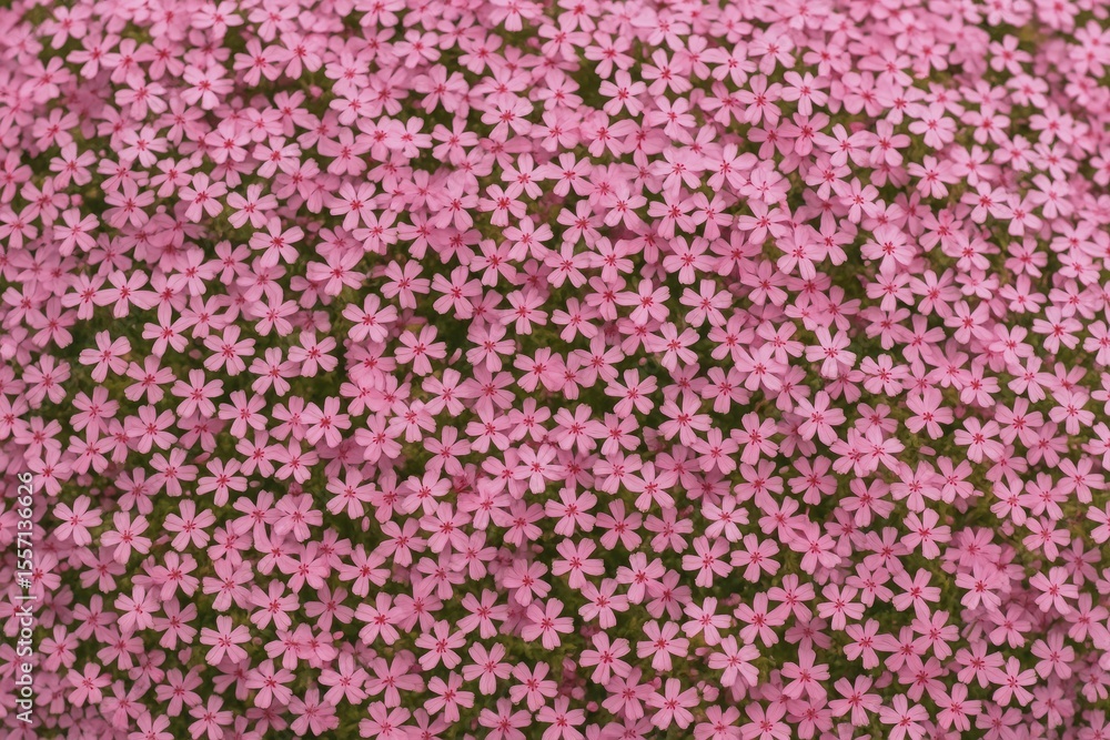 Obraz premium Adorable Tiny Rosy Blossoms