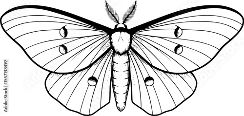 luna moth line art silhouette vector illustration
