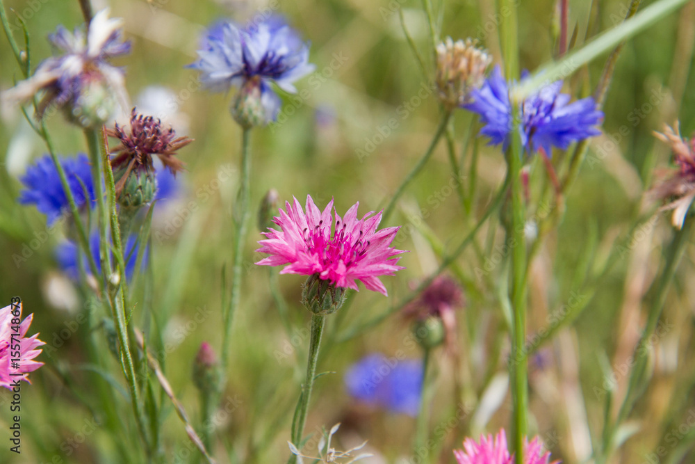The cornflowers (Centaurea) blooming in a garden The cornflowers (Centaurea) blooming in a garden