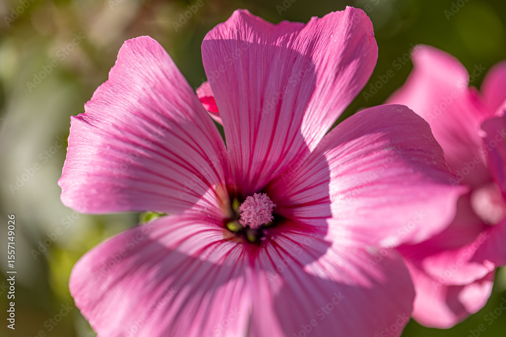 Macro photography capturing the vibrant pink petals and delicate stamen of an annual mallow (lavatera) flower, showcasing the intricate details of its blossom with a soft focus background Macro photography capturing the vibrant pink petals and delicate stamen of an annual mallow (lavatera) flower, showcasing the intricate details of its blossom with a soft focus background
