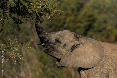 A small elephant stands alert, keeping close to its adult companions while curiously gazing at the camera; sharp focus highlights its youthful features and tender bond with the herd during an African 