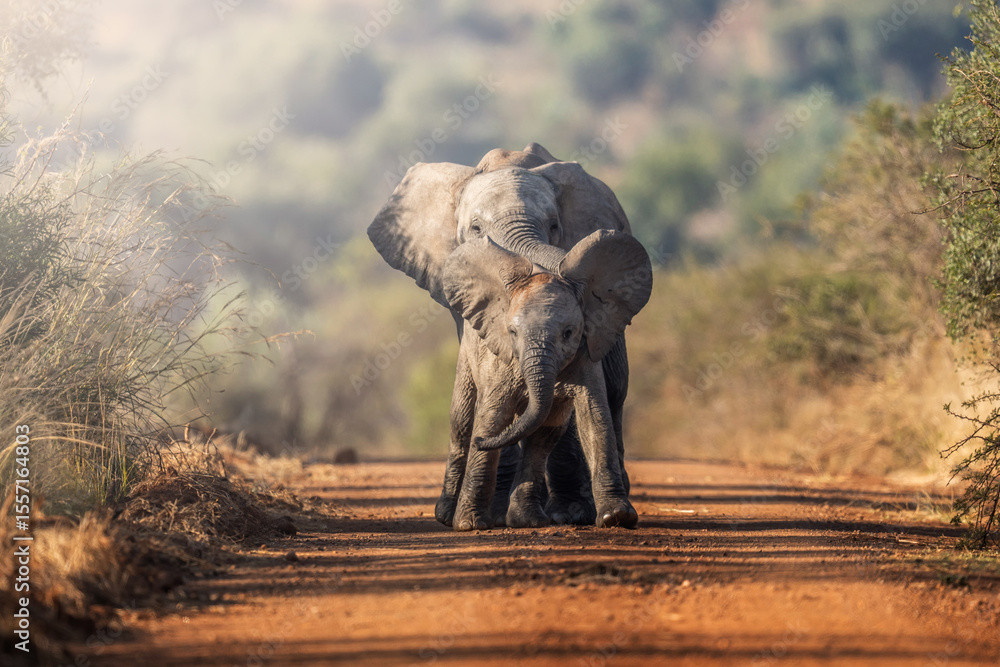 Obraz premium Two young elephants playful push and shove in the golden grass, mock battle brimming with energy and subtle dominance; sharp focus captures every trunk twist and dust swirl during an African Safari