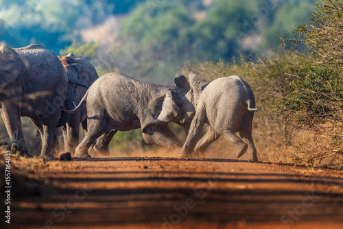Two young elephants playful push and shove in the golden grass, mock battle brimming with energy and subtle dominance; sharp focus captures every trunk twist and dust swirl during an African Safari