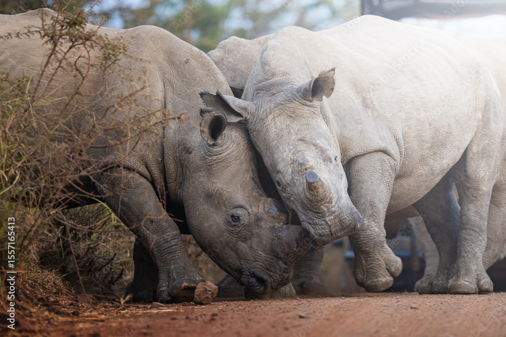Naklejka premium Two rhinos engage in a forceful dominance display, pushing and shoving each other on the open savanna, capturing raw power and territorial behavior during a safari game drive in South Africa.