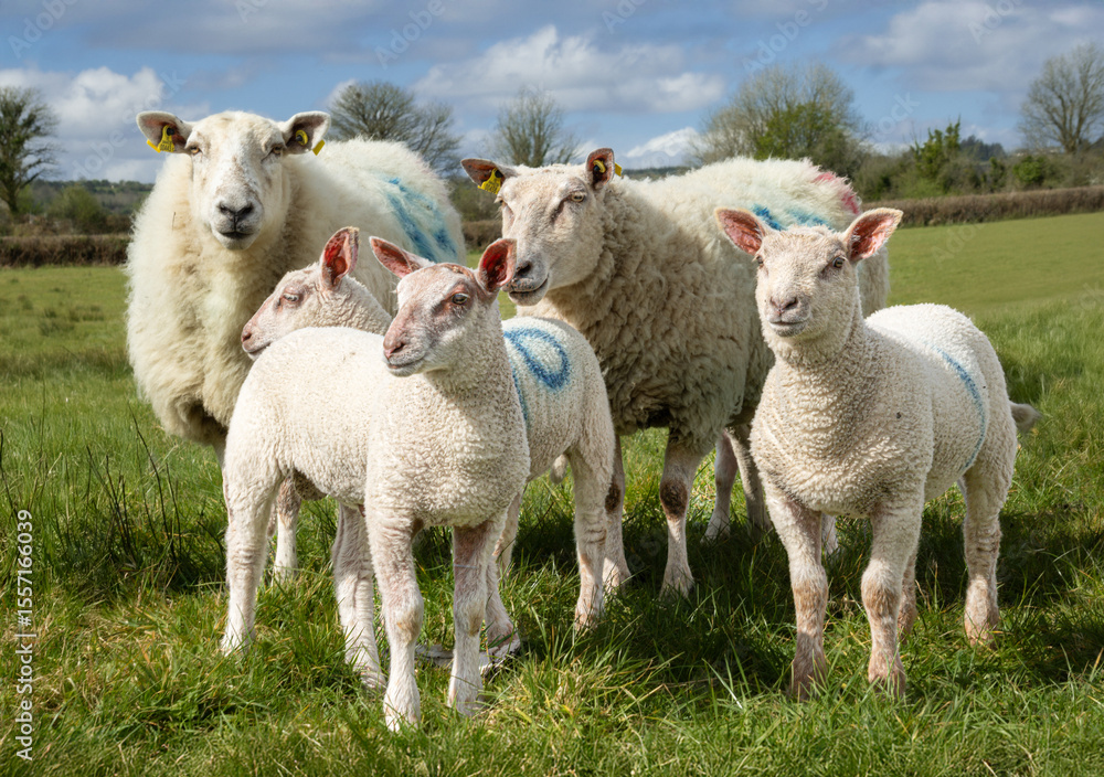 Frühling auf der Weide – Lämmerzeit in Irland Frühling auf der Weide – Lämmerzeit in Irland