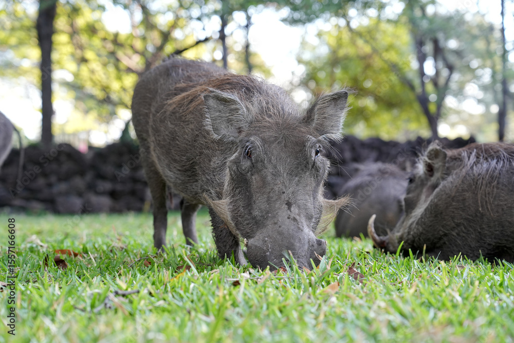 warthog in the grass warthog in the grass