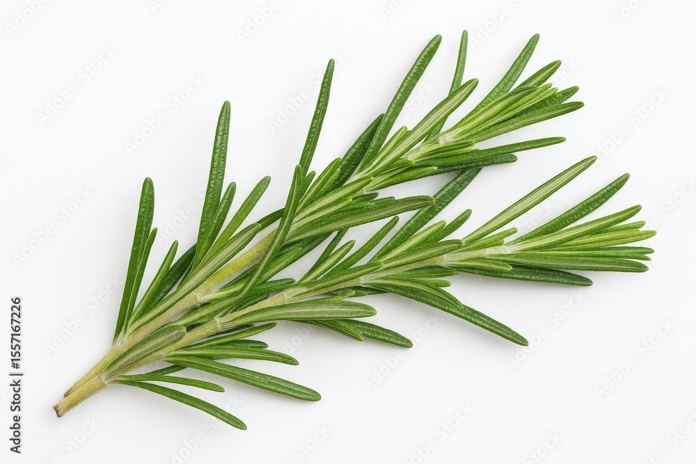 Fototapeta premium Detailed close-up of a single rosemary herb against a white backdrop