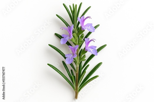 Wallpaper Mural White background featuring a blooming rosemary plant Torontodigital.ca