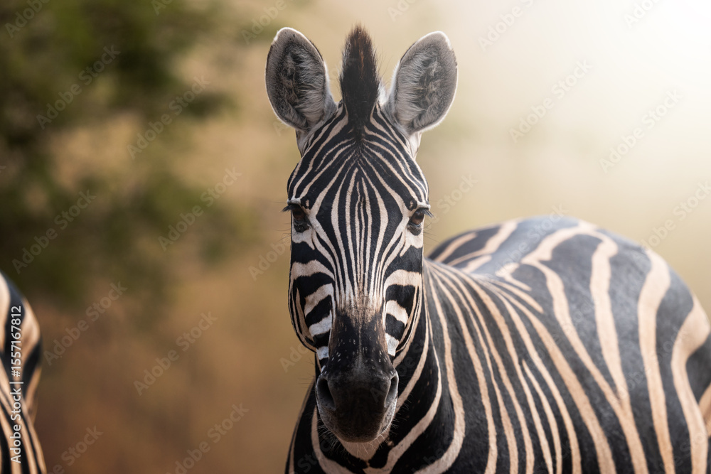 Naklejka premium A zebra stands proudly in the golden field, captured in stunning side profile; sharp focus highlights the intricate pattern of stripes and soft bokeh of the grassland during an African Safari.