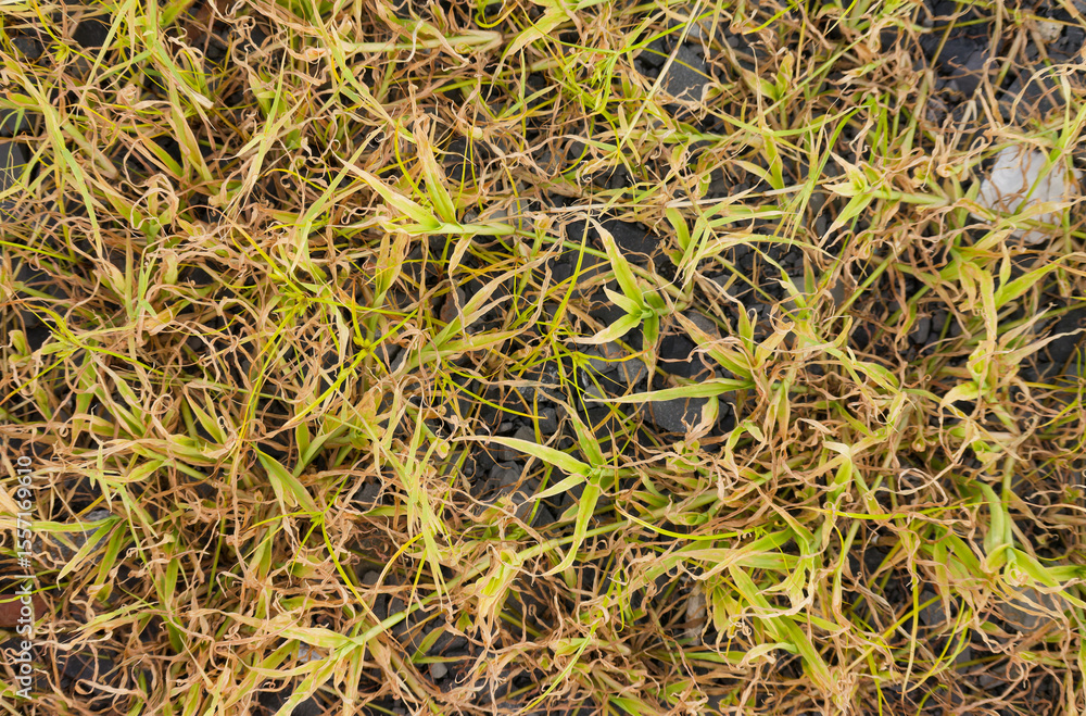 Green Shoots Emerging Through Dry Brown Grass Symbolizing Nature's Resilience and the Cycle of Life and Decay on Earth Green Shoots Emerging Through Dry Brown Grass Symbolizing Nature's Resilience and the Cycle of Life and Decay on Earth