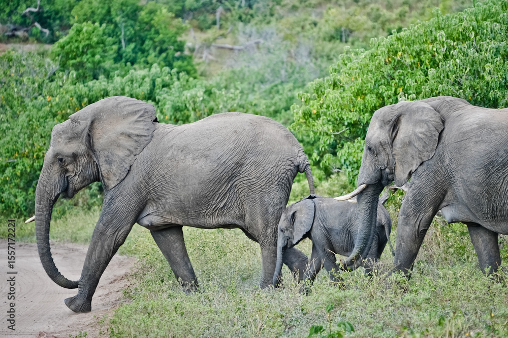 Fototapeta premium Elephant family with baby elephant crossing the road