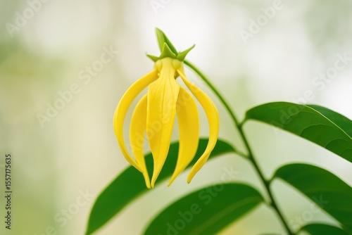 Wallpaper Mural Detailed view of a fragrant Ylang-Ylang blossom with a soft-focus backdrop Torontodigital.ca