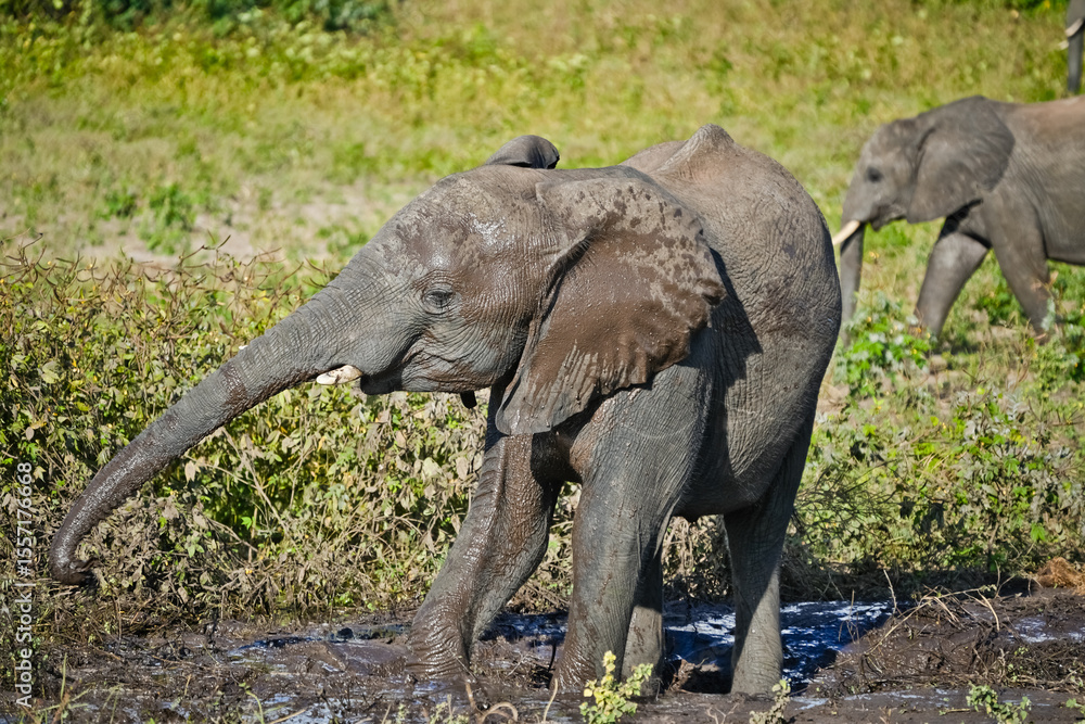 Obraz premium Elephant splashes itself with mud
