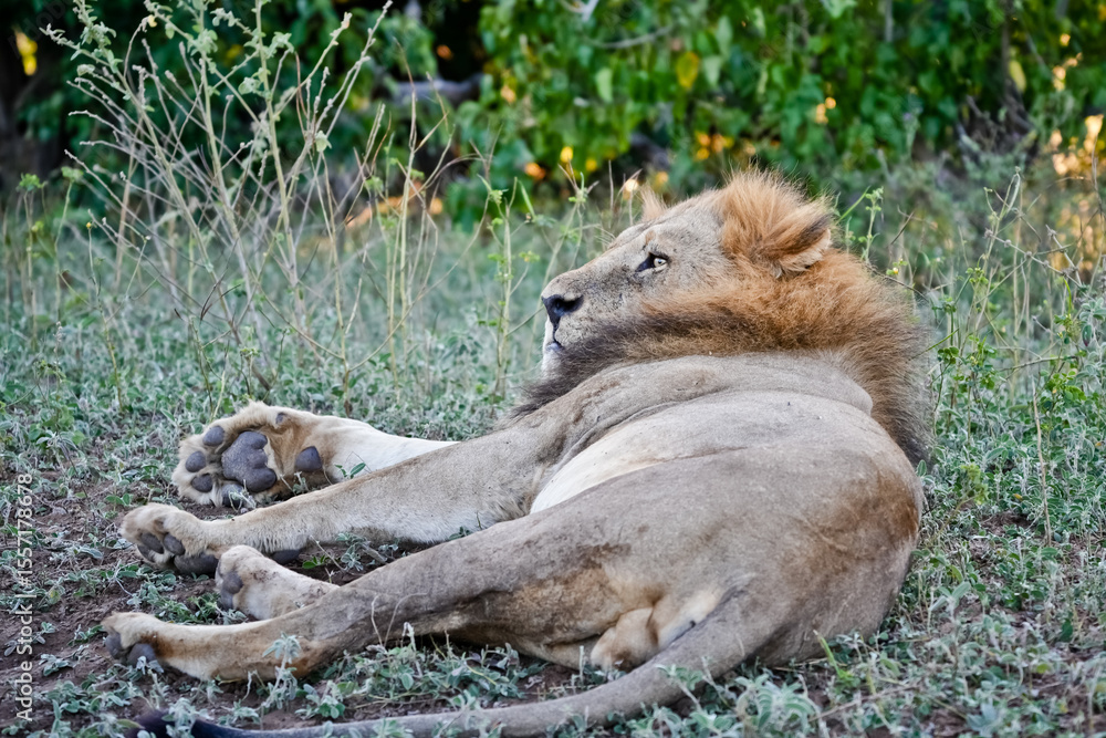 Fototapeta premium lion lying in the savannah and raises its head