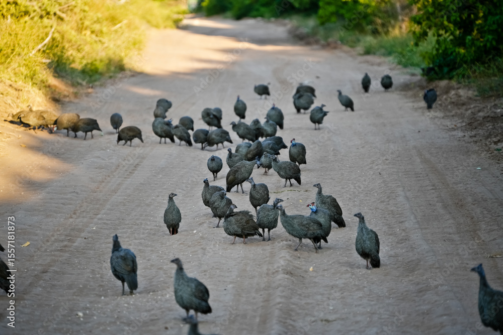 Φωτογραφία Guinea fowl / Numididae on a sandy path