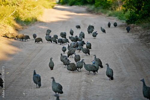 Guinea fowl / Numididae on a sandy path