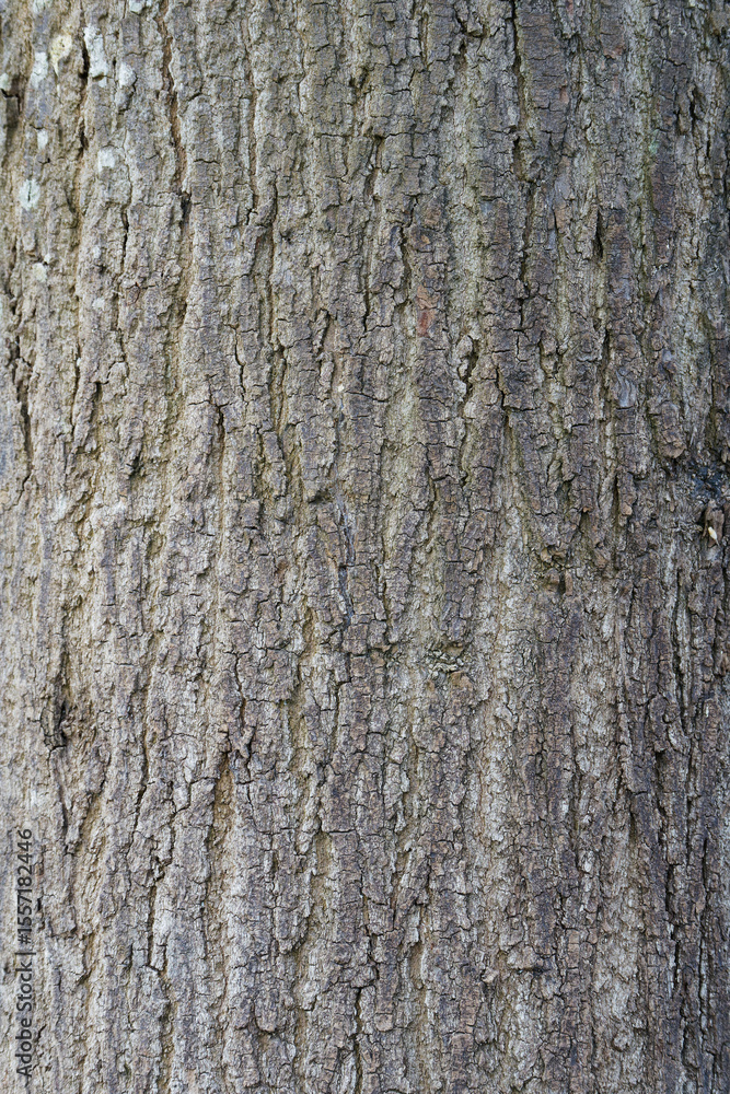 Rugged and Textured Tree Bark Pattern Close Up Revealing Nature's Intricate Design and Enduring Beauty Rugged and Textured Tree Bark Pattern Close Up Revealing Nature's Intricate Design and Enduring Beauty