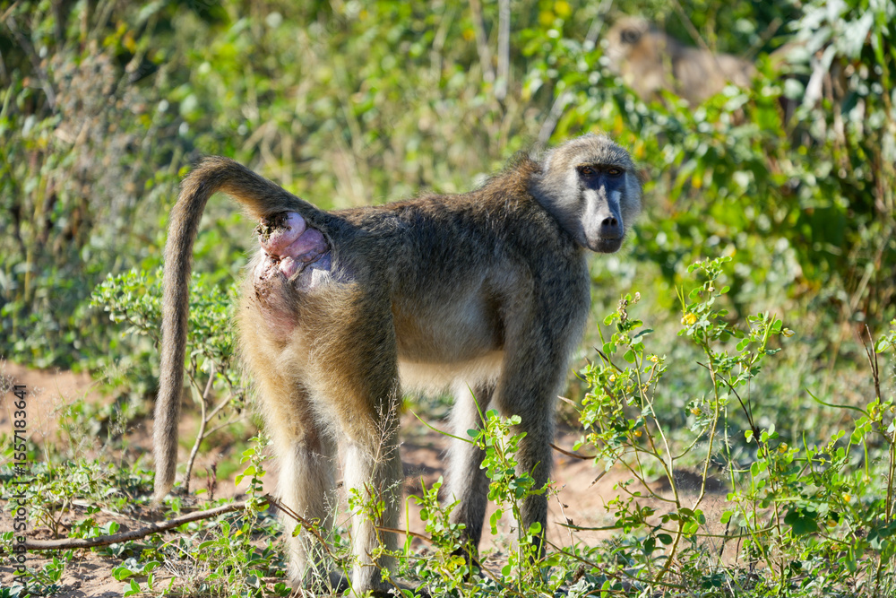 Fototapeta premium baboon looking back from behind