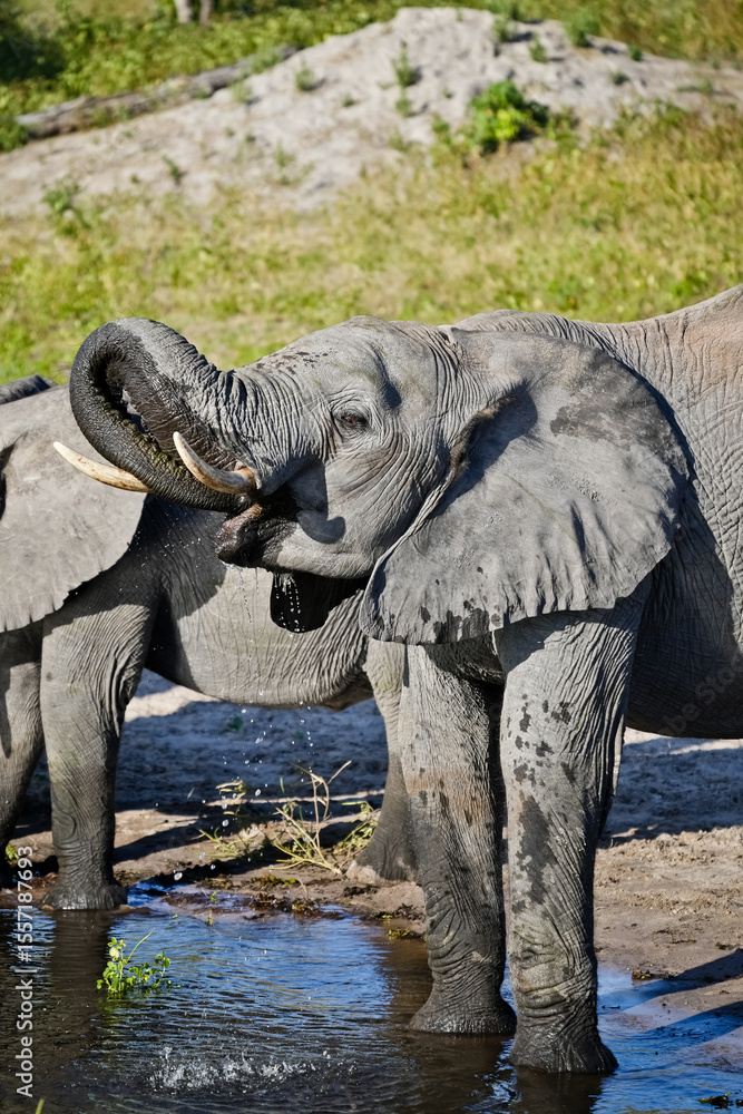 Fototapeta premium elephant puts its trunk in its mouth and drinks water