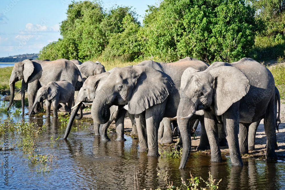 Fototapeta premium A herd of elephants stands in the water and drinks