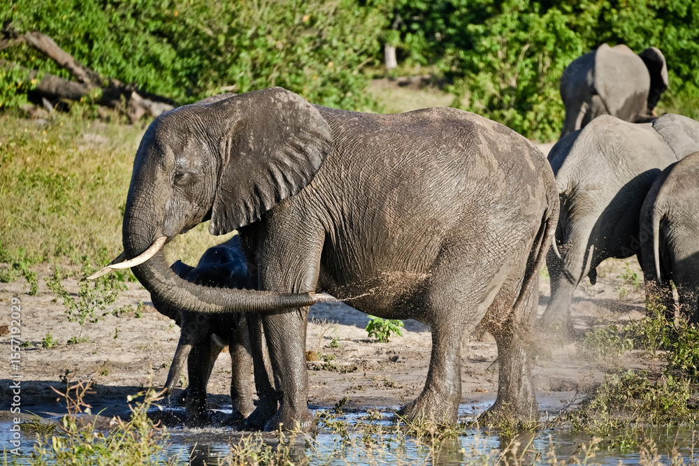 Fototapeta premium Elephant splashes mud on its belly