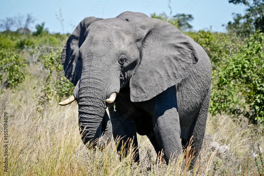 Fototapeta premium big elephant in the bush