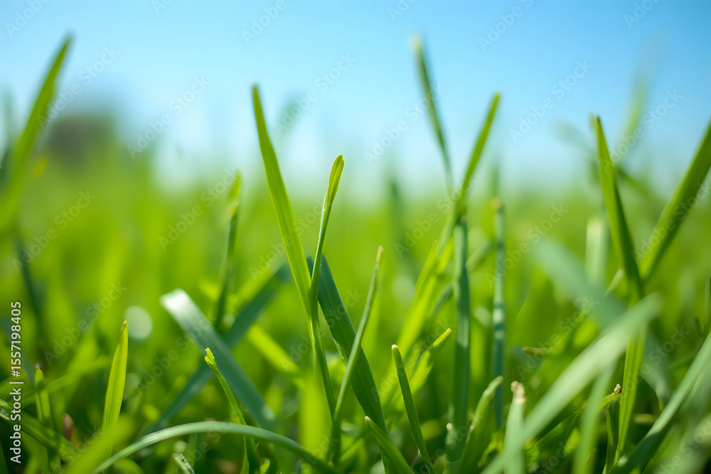 Obraz premium Close up of green lawn on a sunny day. Blue sky on the background. Selective focus.