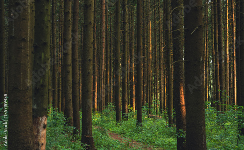 Dense pine forest with tall trees and green undergrowth at sunset