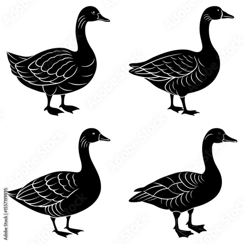 Illustration of four black geese with detailed wing patterns standing on a white background design element