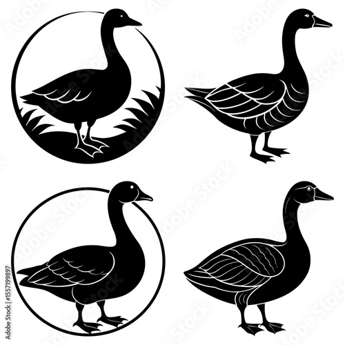 Four black geese in different styles standing on the ground in a white background illustration