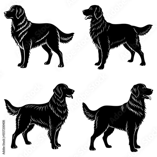 Four black golden retriever dogs in different poses standing on a white background in a square layout