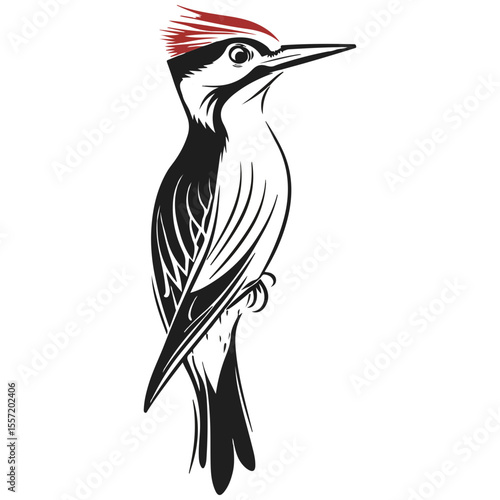 woodpecker, animal, vector, transparent background, creature, picidae, bird, wildlife, nature, wild, beak, birds, avian, isolated, feather, fauna, tree, cute
